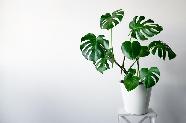 معرفی بهترین گیاهان همیشه سبز؛ برای آپارتمان و فضای باز