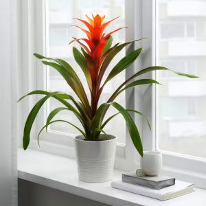 Bromeliad