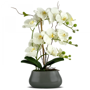 orchids