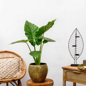 elephant ear plant