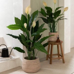 peace lily