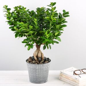 Bonsai