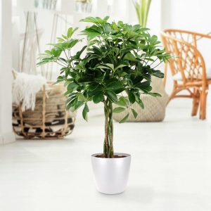 Schefflera_1
