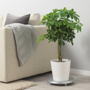 Schefflera_5