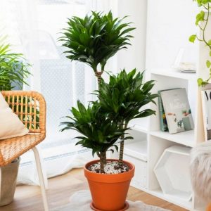 dracaena compacta_1