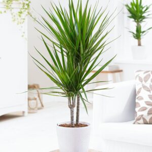 Dracaena_1