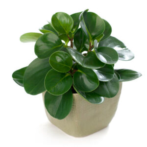 Peperomia_magnoliifolia_1