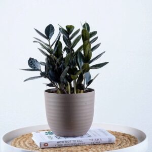 Zamioculcas black_1