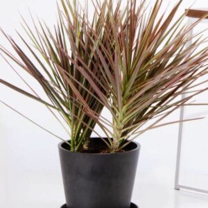Dracaena marginata_1