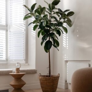 ficus_black_1