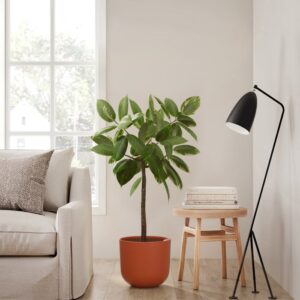 ficus_1